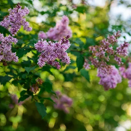 Ardnavaha House Poolside - Site * Clonakilty